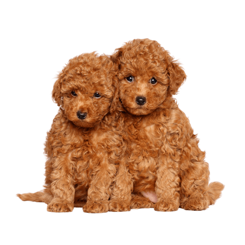 Poodles puppy